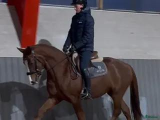 hästar Prestationsavlat mindre sto utav toppstationen. - Annons 1