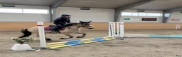  medryttarhäst sökes: Medryttarhäst/ponny söker  - Annons 1