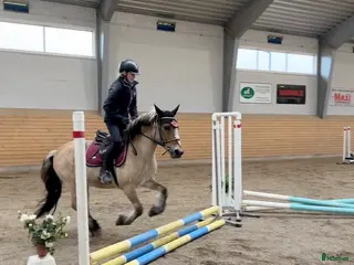 medryttarhäst sökes: Medryttarhäst/ponny söker - Annons 2