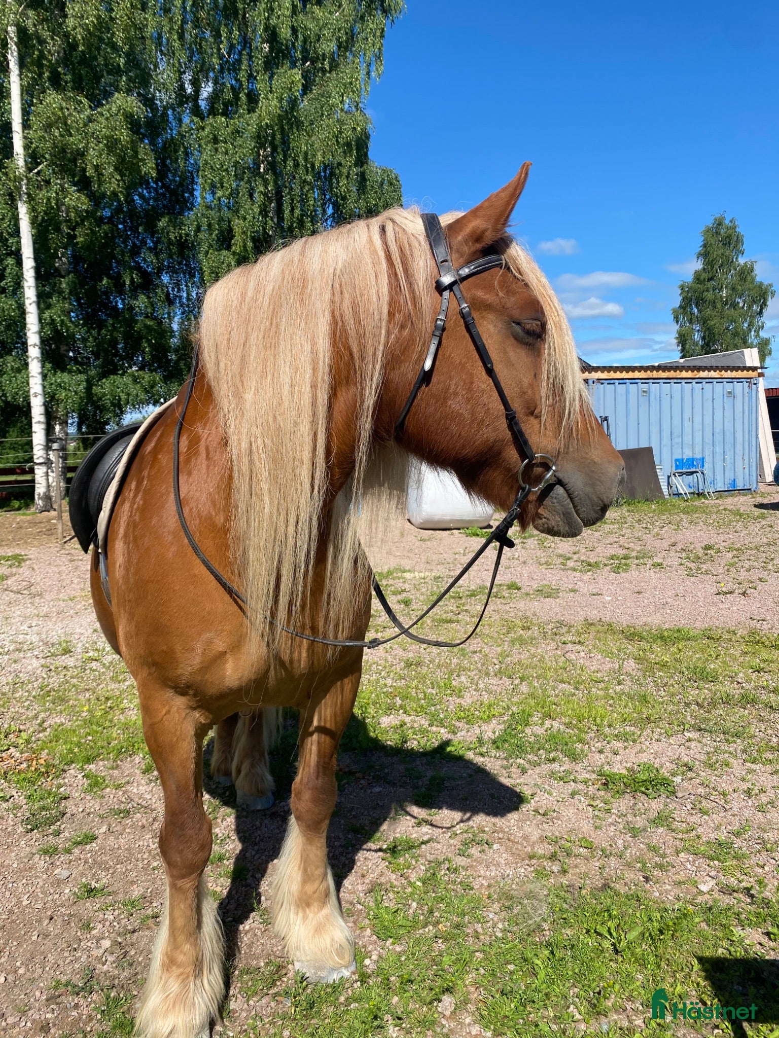  hästar Isifix - Annons 18