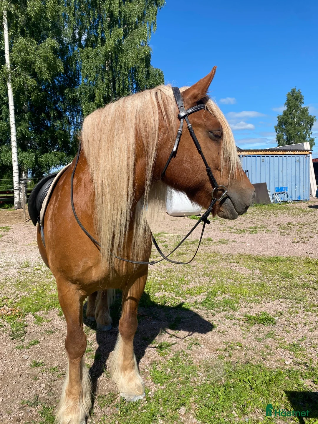 Allround hästar till salu: Isifix - Annons 1