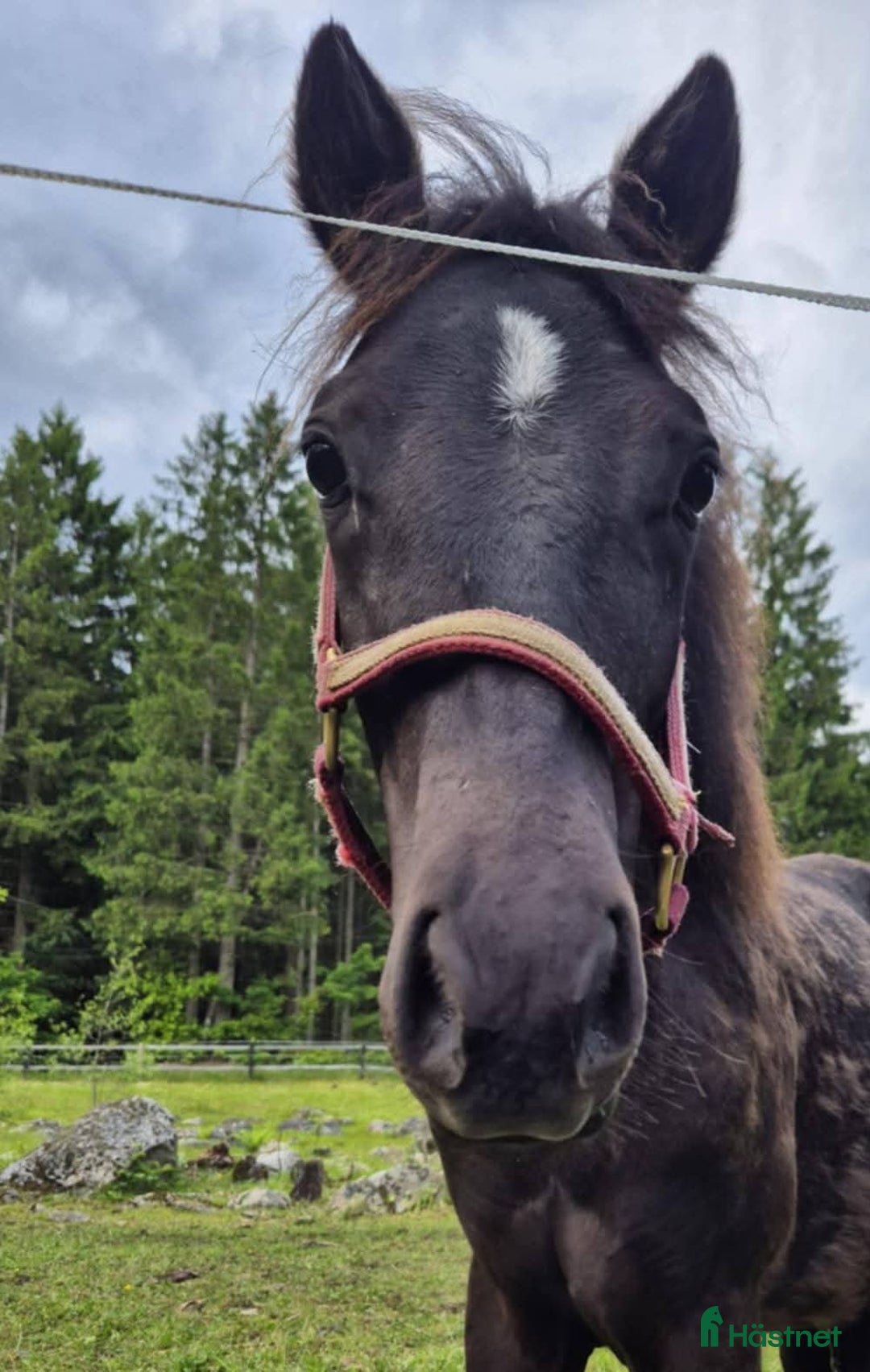 Allround hästar till salu: Toppstam för ponnytrav  i Tyringe - Bild 4