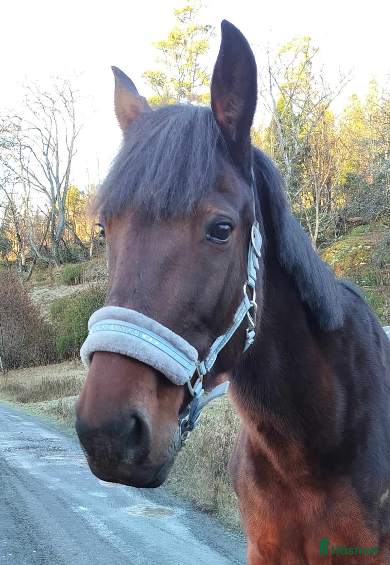  hästar Vacker häst till ridning/avel - Annons 14
