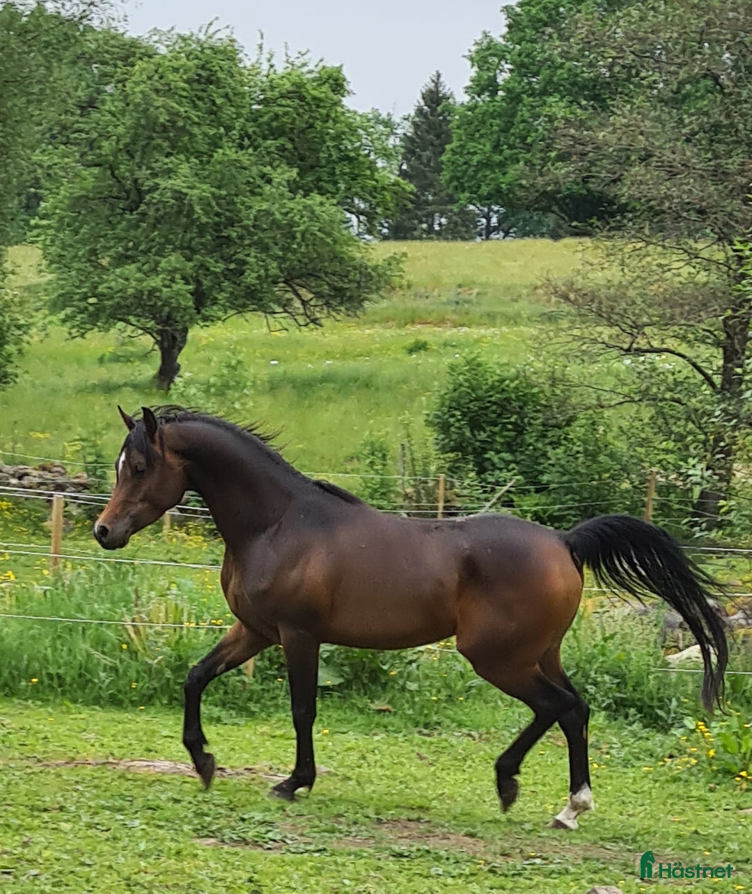 Allround hästar till salu: Coolaste killen!  i Agunnaryd - Annons 6