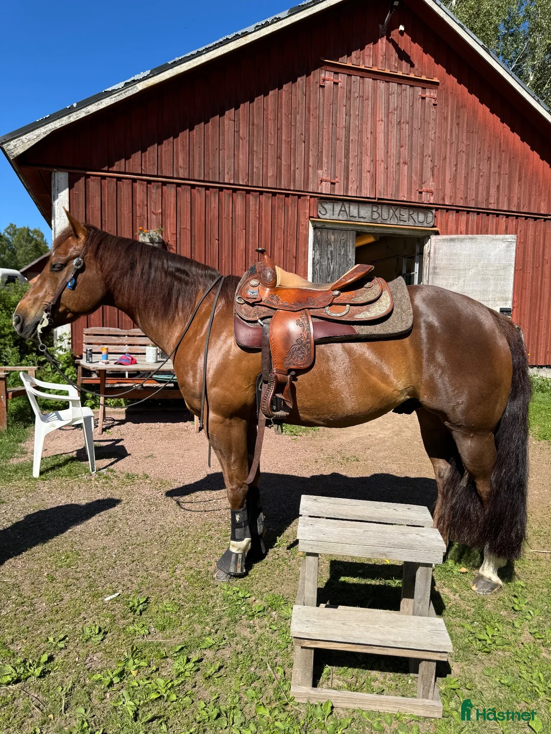 Western hästar till salu: Quarter 11 år – pigg, trevlig och lätthanterlig i Skattkärr - Annons 3