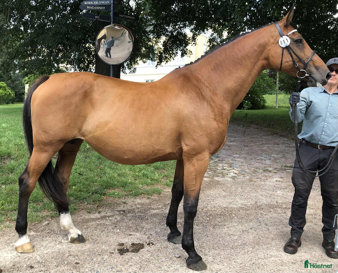 Avelshästar hästar till salu: Avelssto hoppning i Sösdala - Annons 1