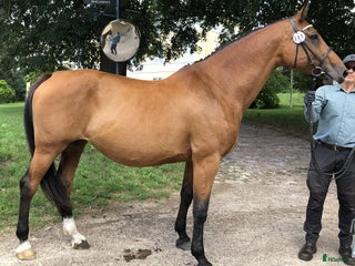 hästar Avelssto hoppning i Sösdala - Annons 2