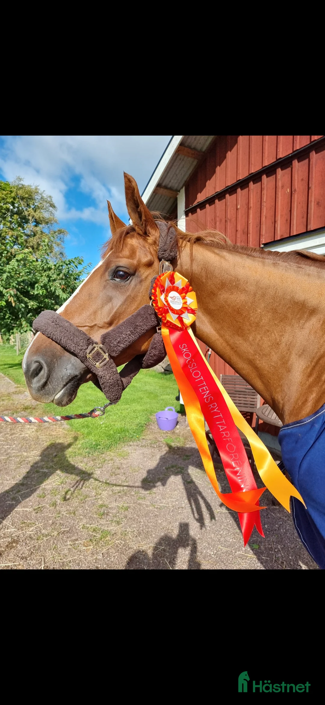 Allround hästar till salu: Fint sto till både avel och ridning  - Annons 7