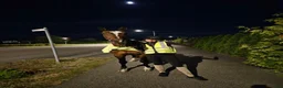 Allround hästar till salu: SWB-sto - Annons 5