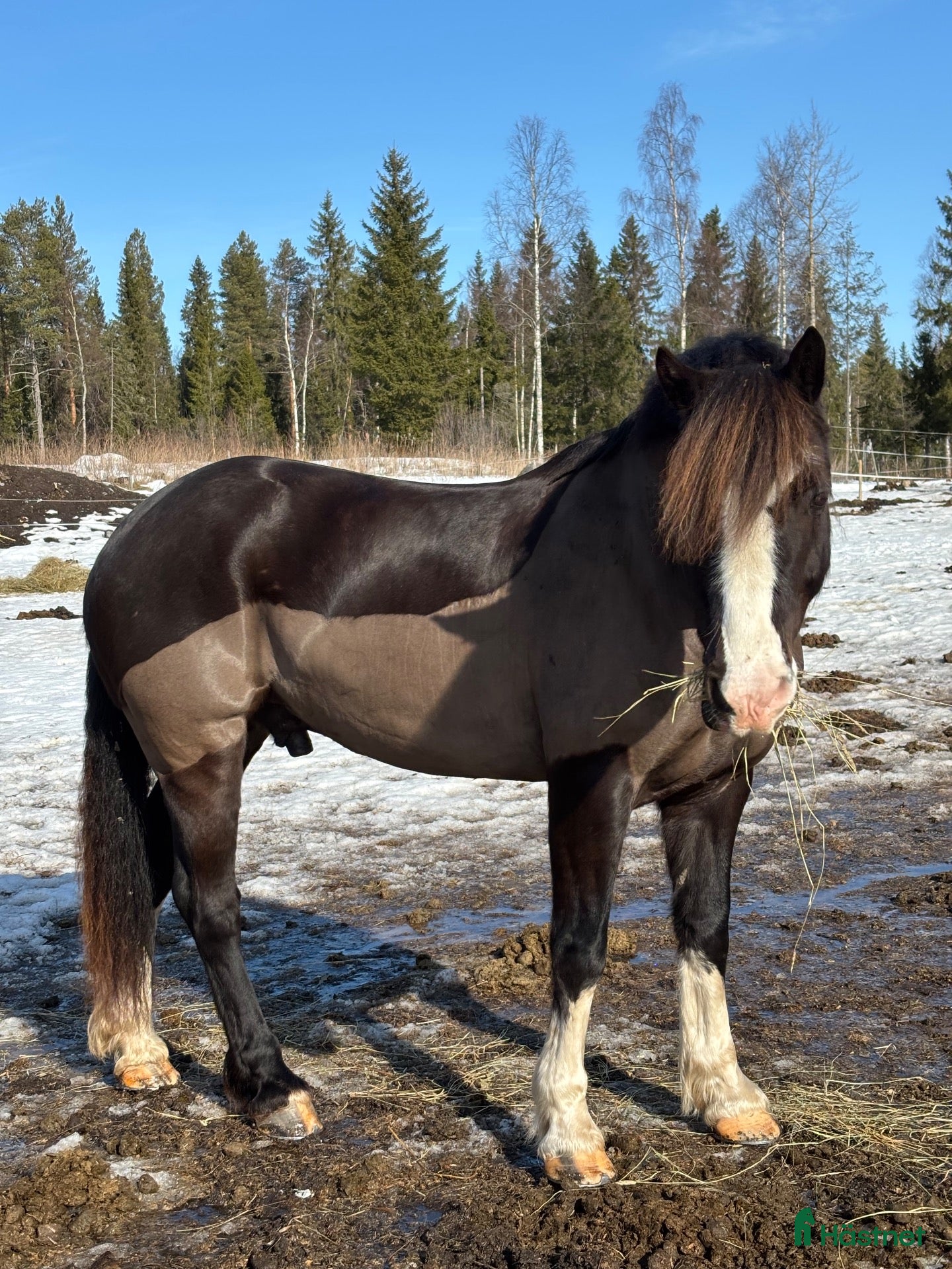  hästar Tjusig kille i sina bästa år - Annons 2