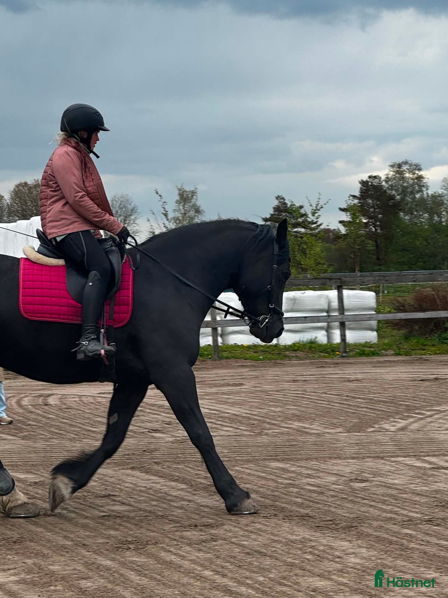  hästar Sto med utstrålning 🌟 - Annons 2