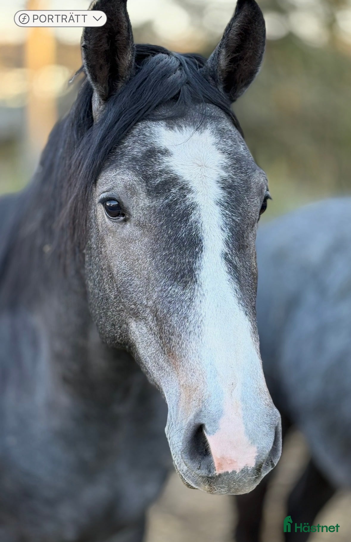  hästar 3 årig Super  trevlig hingst - Annons 1