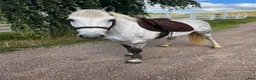 Allround hästar till salu: Snäll D ponny 🌟 - Annons 1