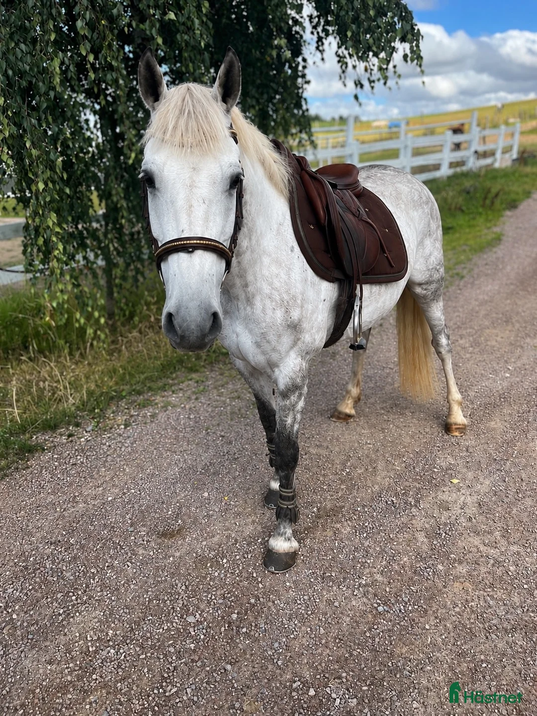 Allround hästar till salu: Snäll D ponny 🌟 - Annons 1