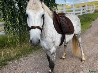hästar Snäll D ponny 🌟 - Annons 6