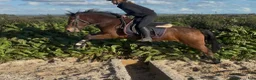 Allround hästar till salu: Irish riding ponies - Annons 11