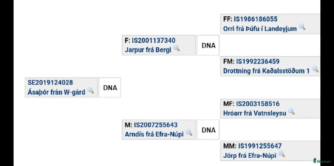 Island hästar till salu: Islandsvalack - Annons 7