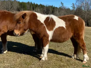 hästar Fint 1 års sto - Annons 3
