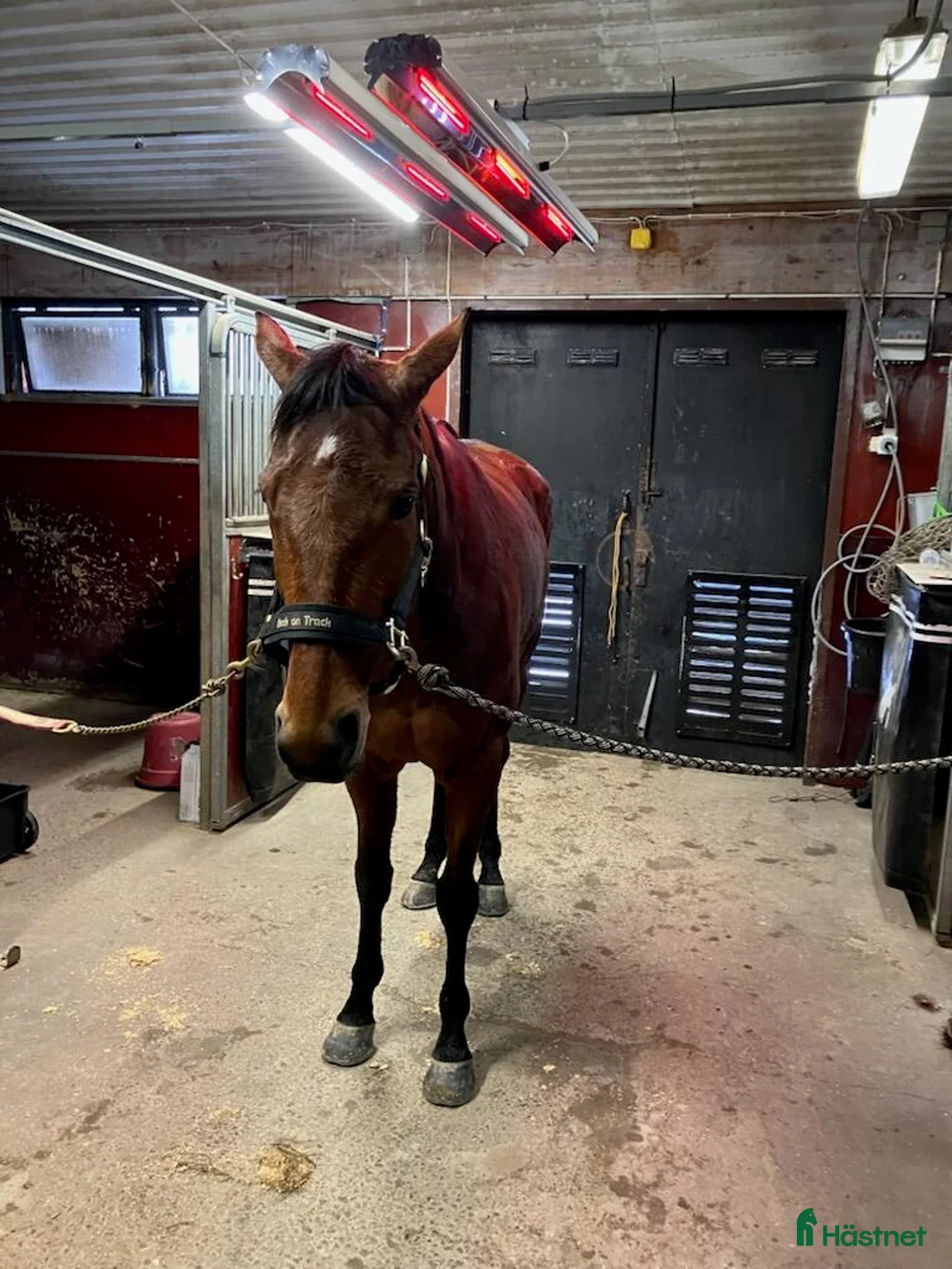 Stallinredning, stängsel & gård övrig utrustning till salu: IRELT A6 HÄST hästsolarium - Annons 5