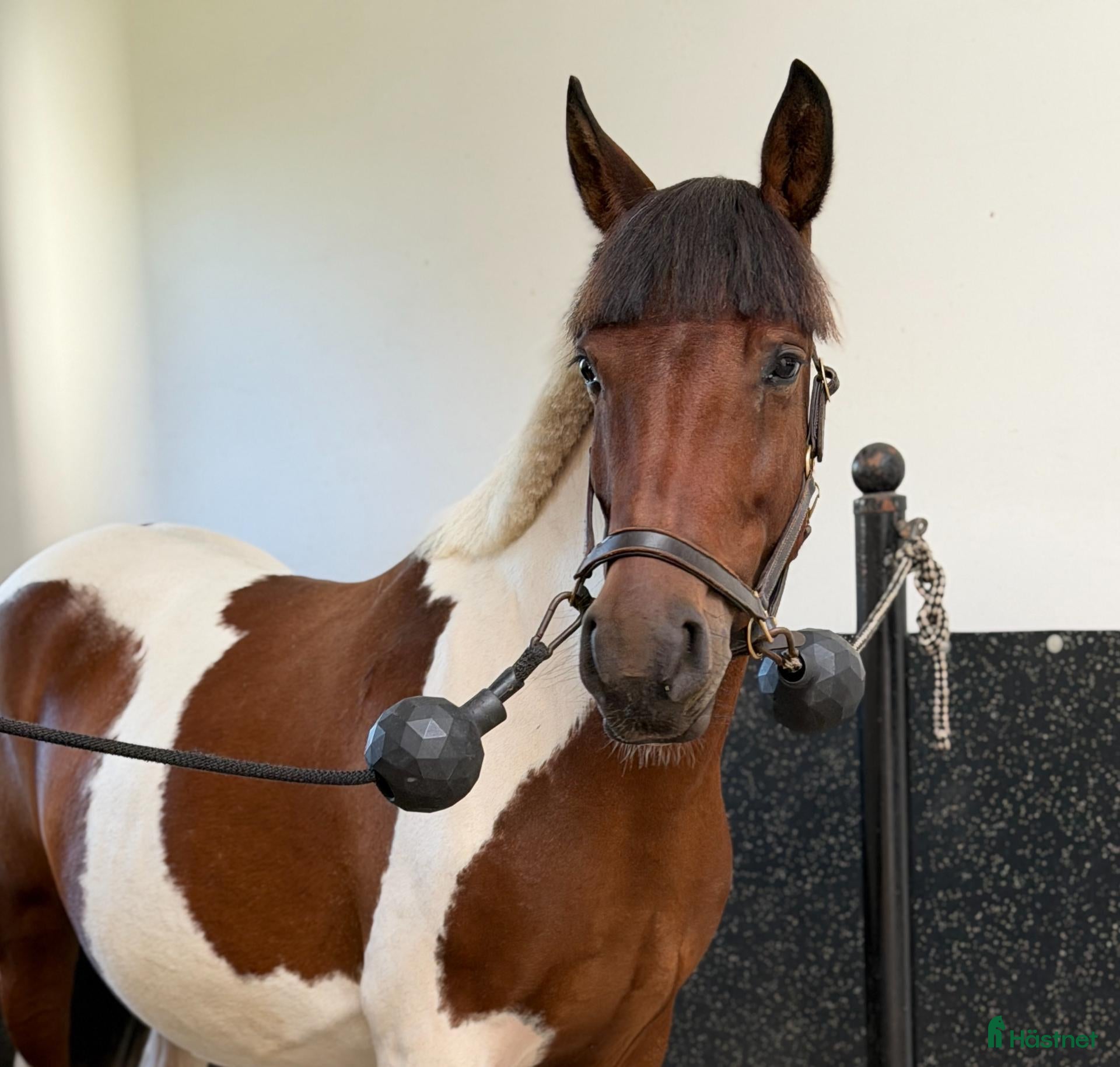  hästar Marvelous mare for hobby/showjumping/riding school - Annons 11
