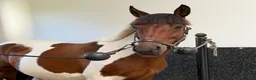 Allround hästar till salu: Marvelous mare for hobby/showjumping/riding school - Annons 1