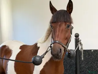 hästar Marvelous mare for hobby/showjumping/riding school - Annons 11