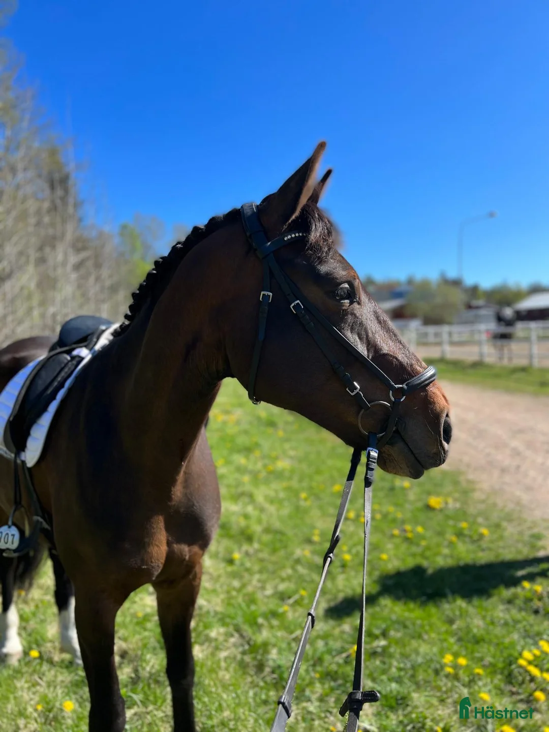 Allround hästar till salu: Läckert sto i Norrtälje - Annons 3