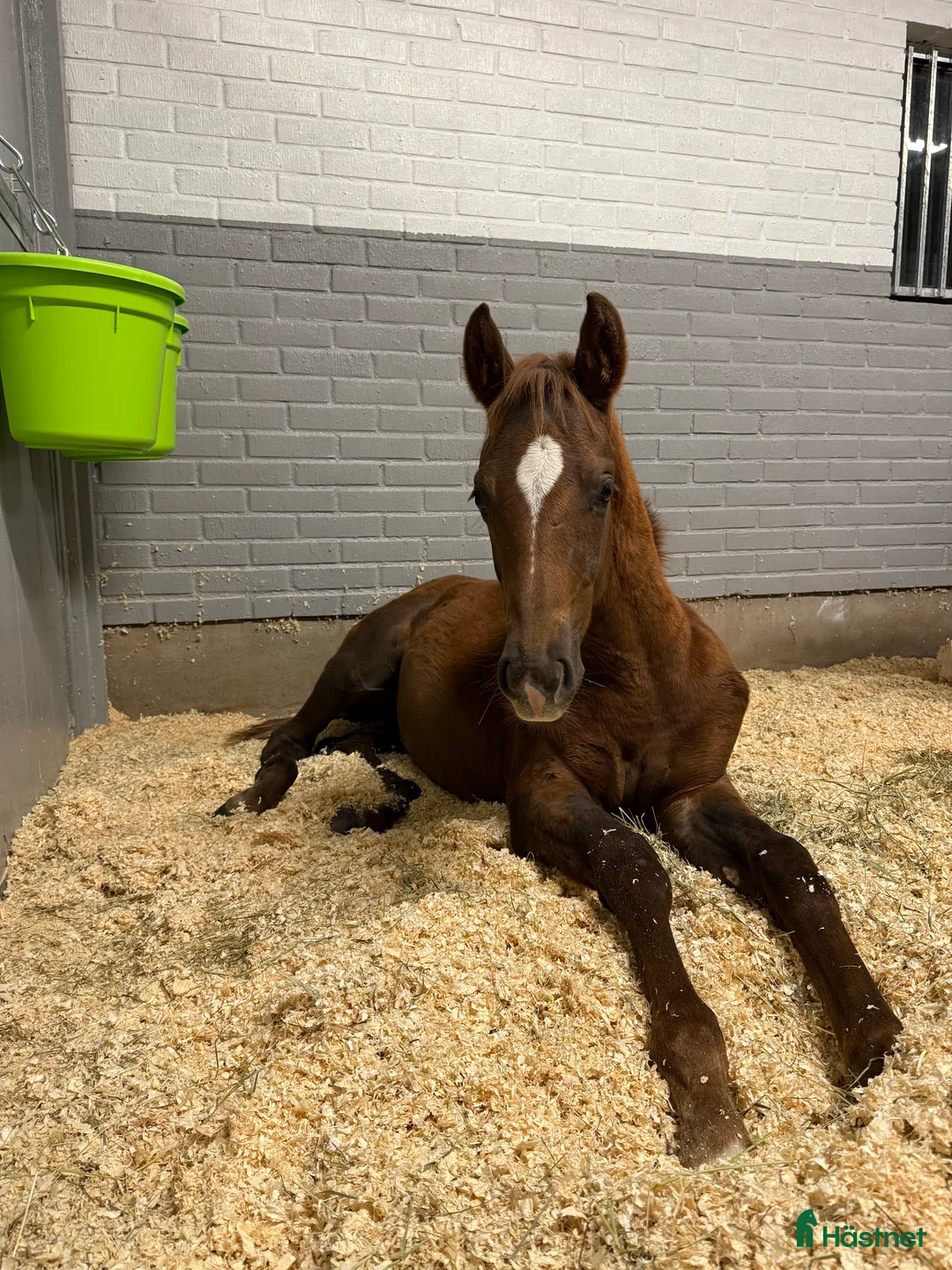 Dressyr hästar till salu: Kvalitetshäst med meriterat möderne! - Annons 6