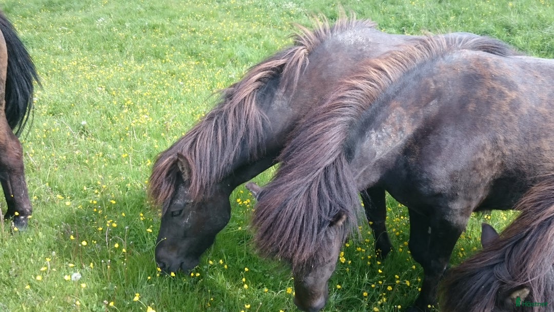  hästjobb finnes: Jobb på islandshästgård! i Mysen - Annons 5