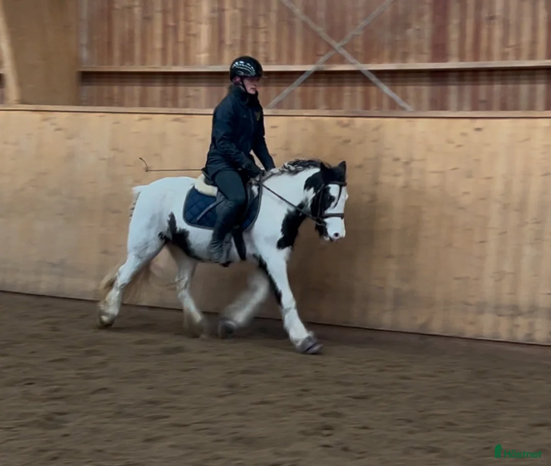 Allround hästar till salu: B-ponnyn du kan göra allt med!🌟 - Annons 4