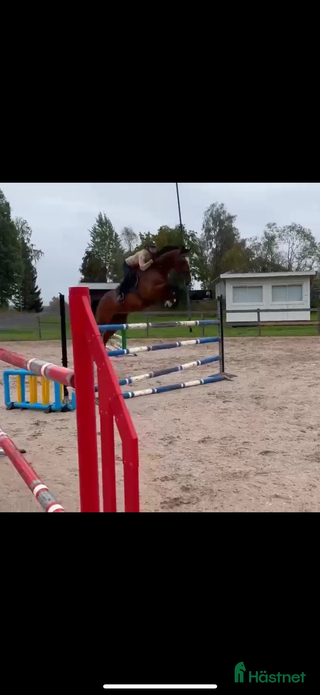 Hoppning hästar till salu: Underbar hopphäst söker ny bästa vän🌟 i Kusmark - Annons 4