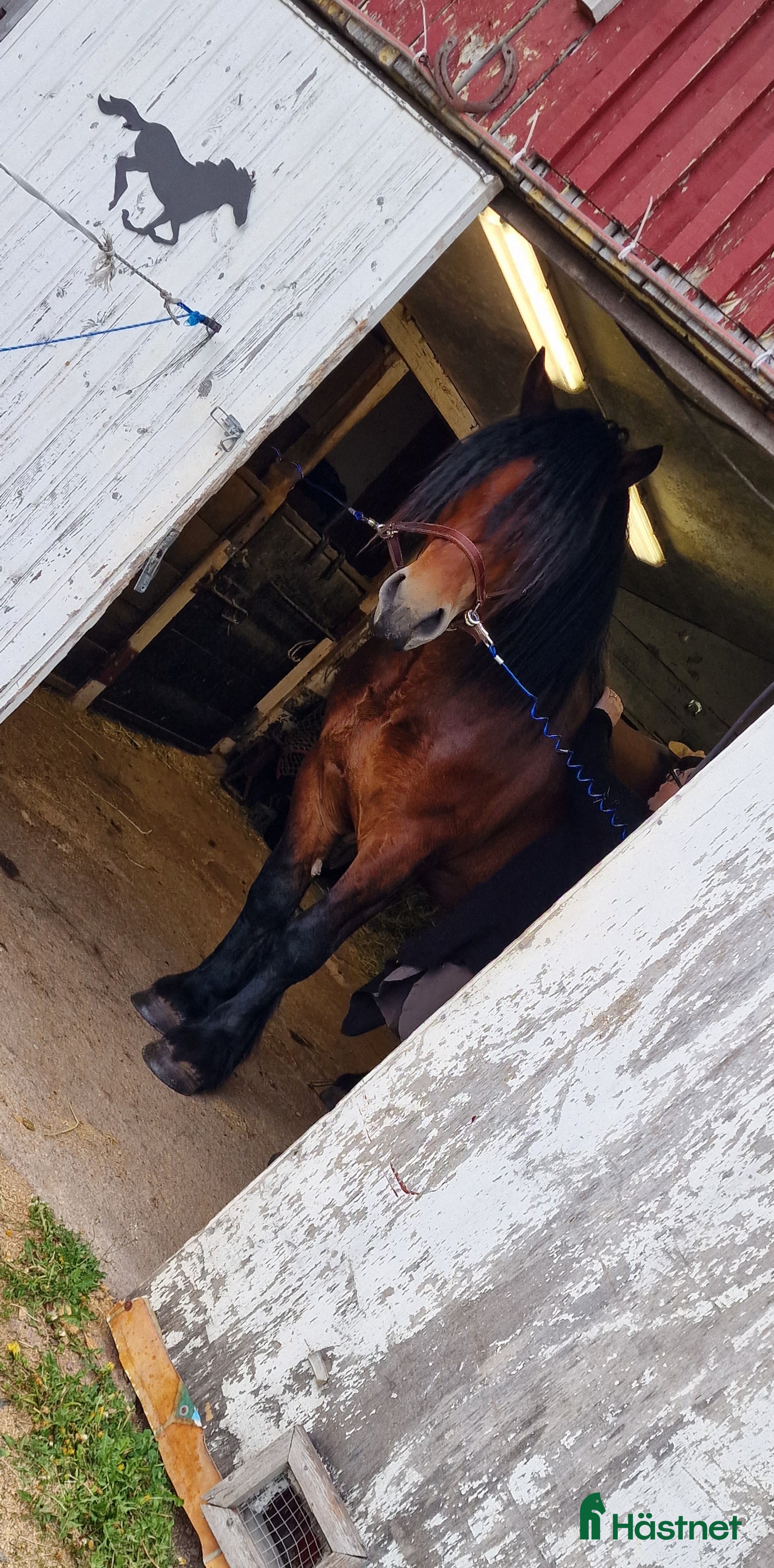  hästar Foderhäst Sökes 🐴 - Annons 3