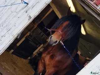 hästar Foderhäst Sökes 🐴 - Annons 3