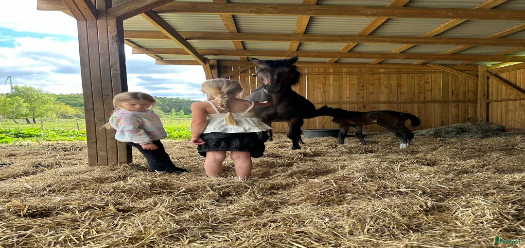 Galleribild {{count}}