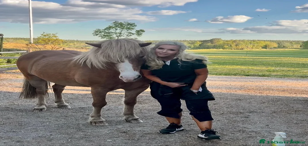 Galleribild {{count}}