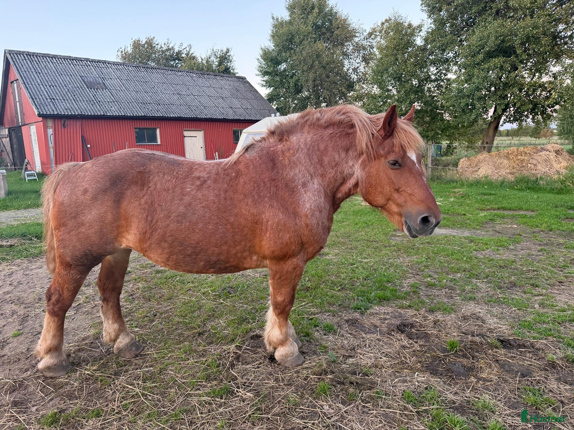  hästar Skogsmulle och sällskap - Annons 1