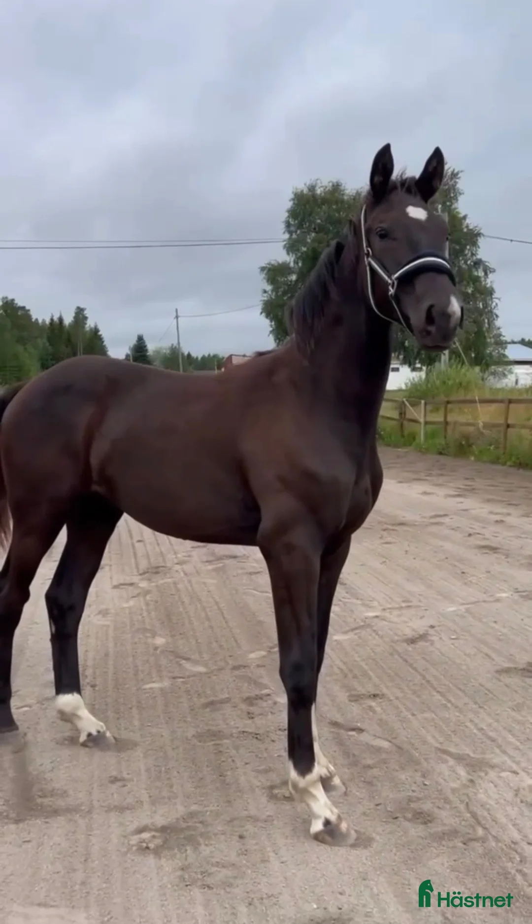 Dressyr hästar till salu: Svart hingst efter Skyline to B.  - Annons 1
