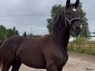 hästar Svart hingst efter Skyline to B. - Annons 1