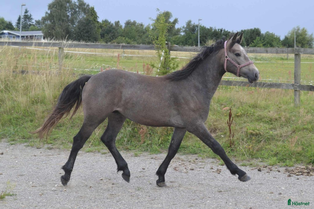 Allround hästar till salu: Vacker Connemara-hingst föd 2024 - Annons 1