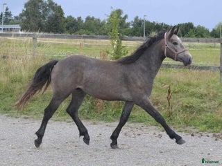 hästar Vacker Connemara-hingst föd 2024 - Annons 19