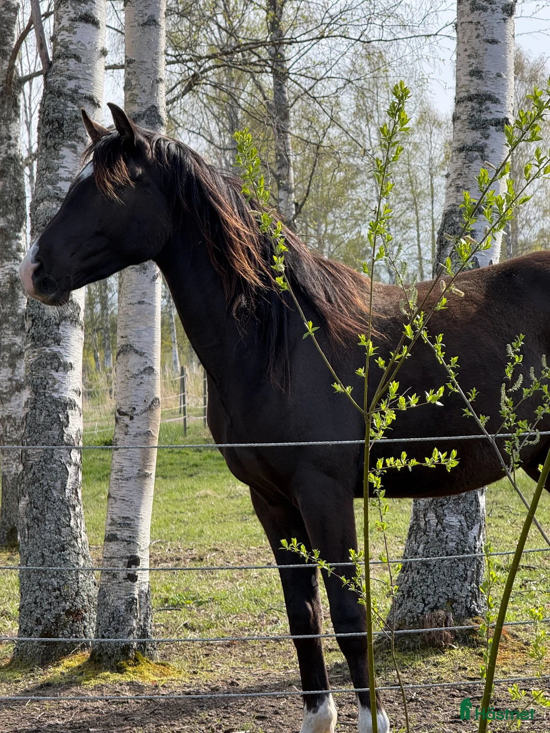 Dressyr hästar till salu: Sto med fin stam - Annons 2