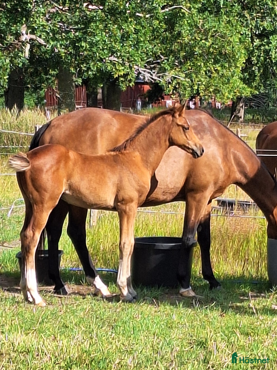 Dressyr hästar till salu: Din nästa tränings/tävlings kompis i Svärtinge - Annons 3