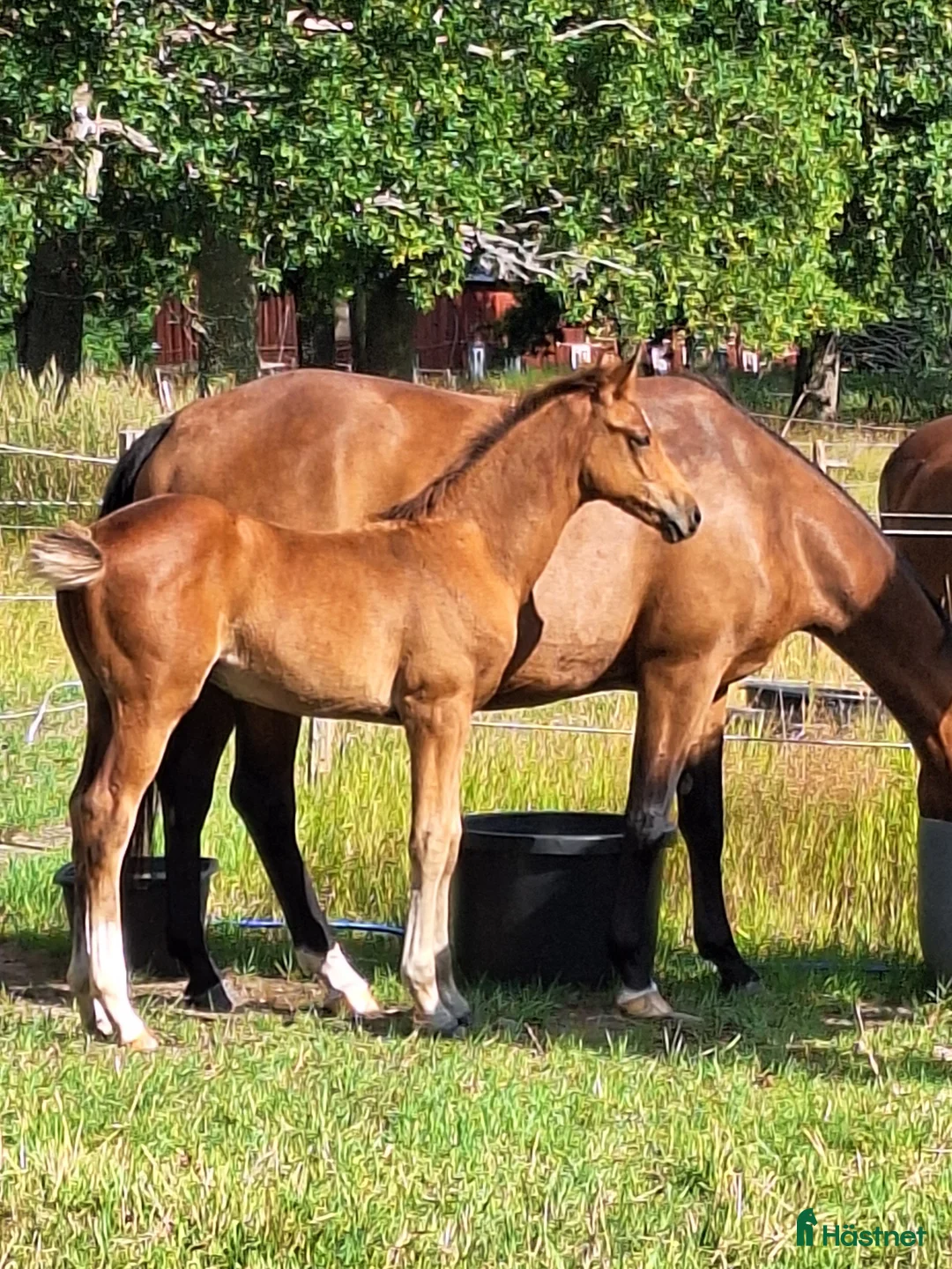 Dressyr hästar till salu: Din nästa tränings/tävlings kompis i Svärtinge - Annons 3