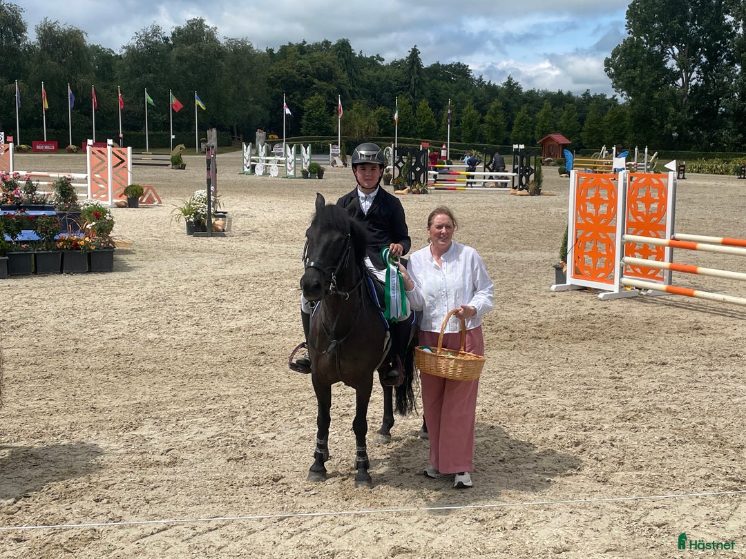 Hoppning hästar till salu: ⭐️ Ultimate 128 Schoolmaster⭐️ i Stockholm - Annons 3