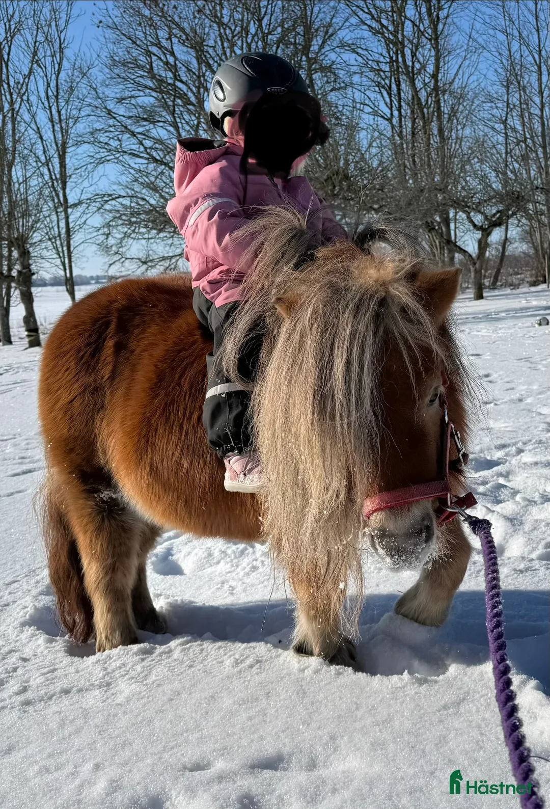  foderhäst finnes: Sommarponny? - Annons 5