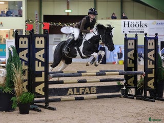 hästar Stjärna till salu ⭐ i Kungsbacka - Annons 6