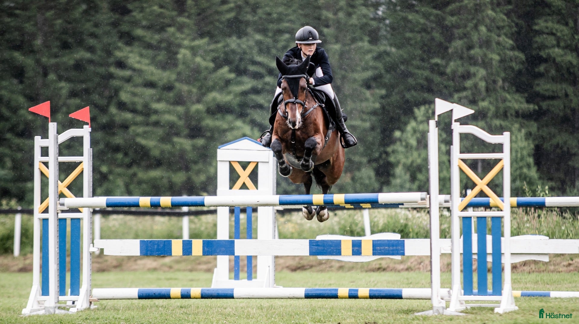  hästar Sportig hopponny! 🌟 - Annons 2