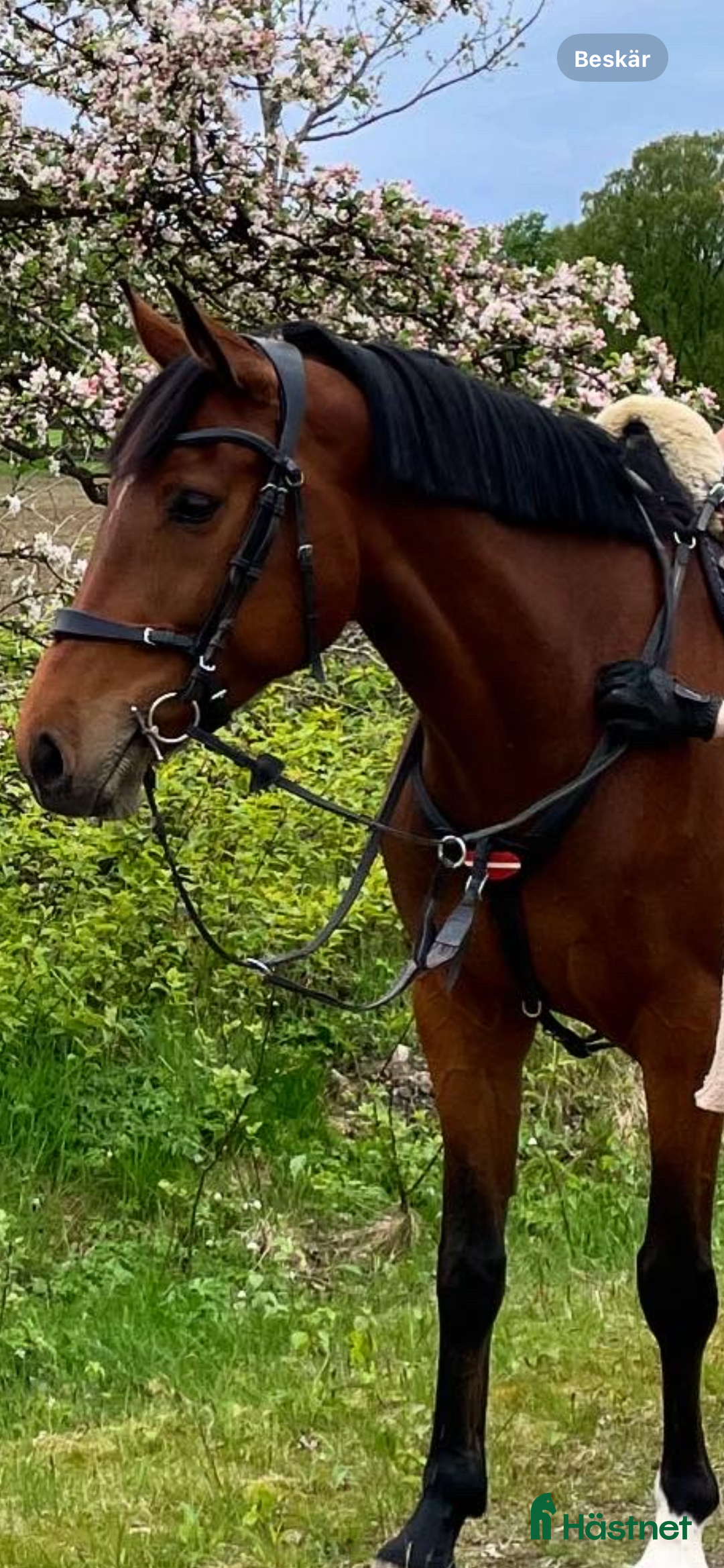 Allround hästar till salu: En bästa vän i Hestra - Annons 2