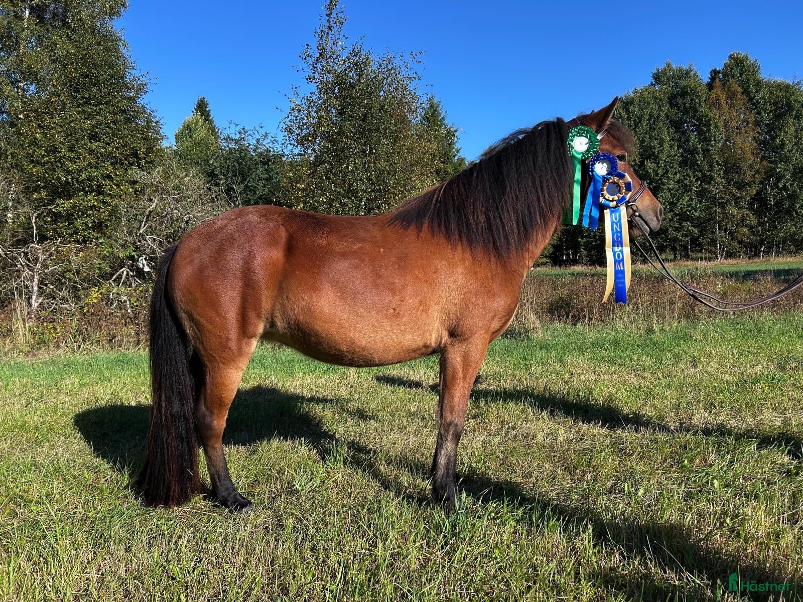  hästar Världens goaste tjej  - Annons 1