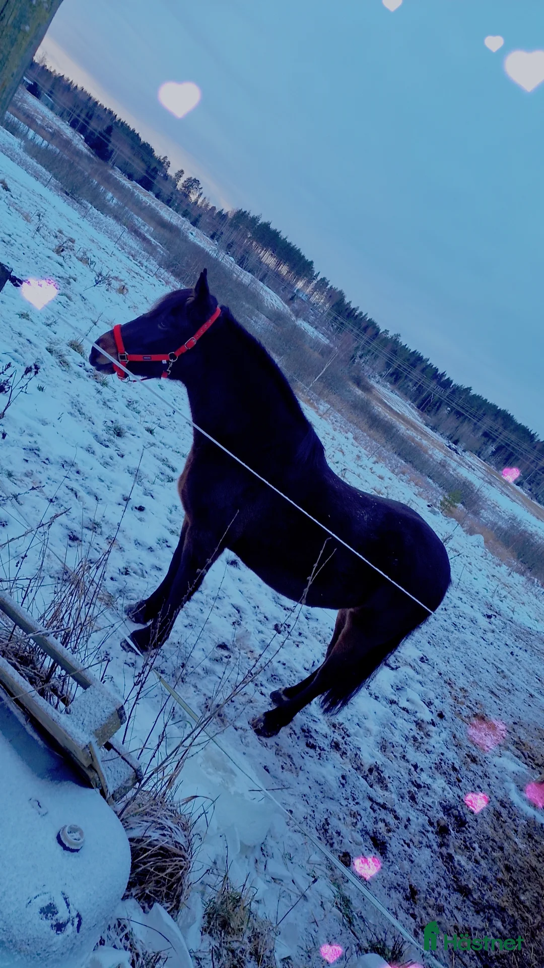 Allround hästar till salu: Äldre sto . - Annons 3